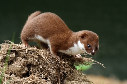 Futret Scots Doric Meaning Weasel or Stoat